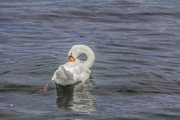 포토 JPG 해외이미지 동물 호수 야생동물 새끼 가족 자연 조류 엄마 오리 함께함 병아리 사랑 사람없음 물 햇빛 반사 맑음 수영 놀람 봄 젖음 흰색 자녀 아기 연못 행운 보호 작음 즐거움 부리 백조 목 물새 내추럴 감탄 결백 우수 특별함 해외202004 해외포토 자연요소 계절 감정 컬러 컨셉 관계 날씨 표정 사람 신체부위 태양 수상스포츠 크기 절기 생태계 파일형식 이미지허브