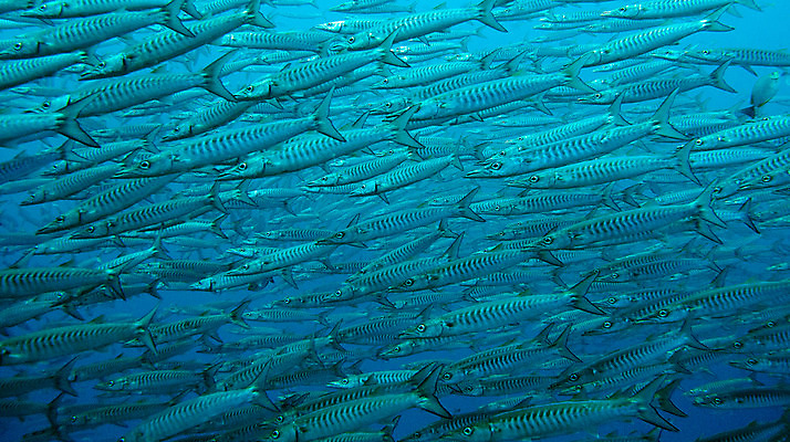 포토 JPG 해외이미지 야생동물 바다 여행 학교 모션 자연 휴가 어류 풍경 사람없음 야외 파란색 바닷속 수중 수영 물방울 아래 다이빙 생물학 지느러미 내추럴 깊이 동물상 생태학 침몰 많음 해외202004 해외포토 동물 교육 컬러 컨셉 조형물 수중동물 수상스포츠 방향 생태계 위치 수중스포츠 파일형식 이미지허브