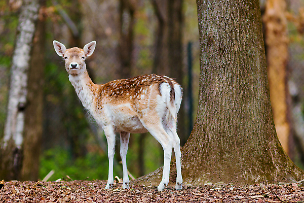 포토 JPG 해외이미지 동물 꽃 야생동물 백그라운드 밭 포유류 자연 서기 사람없음 야외 봄 흰색 자녀 아기 신생아 점 숲 작음 호기심 꼬리 귀 고립 아기사슴 해외202004 해외포토 식물 계절 감정 새끼 컬러 컨셉 농업 모션 사슴 사람 신체부위 크기 생태계 파일형식 이미지허브