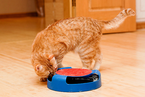 포토 JPG 해외이미지 동물 1 응시 벽 포즈 놀이 바닥 주택 털 사람없음 목재 가로 빨간색 파란색 반려동물 갈색 고양이 흰색 얼룩무늬 생강 거짓말 관심 해외202004 해외포토 나무 시선 컬러 무늬 채소 재료 포유류 건물 파일형식 이미지허브