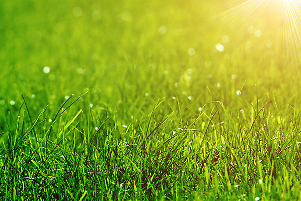 포토 JPG 해외이미지 식물 디자인 계절 잎 패턴 자연 추상 새로움 프레임 미술 풍경 잔디 사람없음 야외 초록색 여름 빛 정원 맑음 봄 성장 시골 신선 원예 정중 해외202004 해외포토 컬러 컨셉 무늬 날씨 문화예술 취미 생태계 파일형식 이미지허브