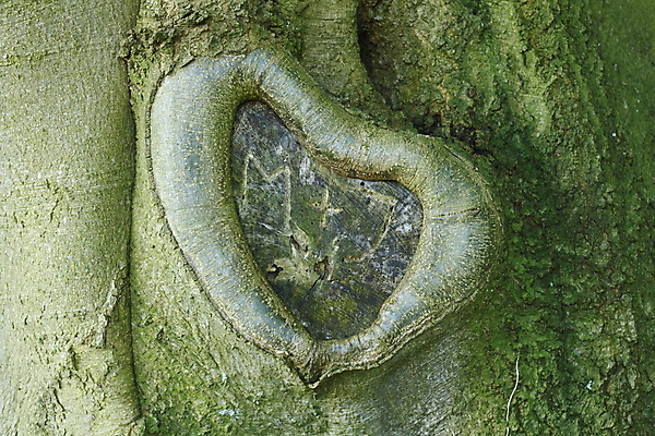 포토 JPG 해외이미지 나무 유럽 낙엽 잎 독일 사람없음 목재 숲 해외202004 해외포토 식물 나라 재료 파일형식 이미지허브