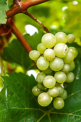 포토 JPG 해외이미지 식물 음식 백그라운드 잎 캐나다 농업 과일 자연 포도 건강 사람없음 초록색 수확 성장 가을 시골 신선 다발 포도밭 포도나무 양조장 해외202004 해외포토 계절 산업 컬러 북아메리카 밭 과일나무 생태계 파일형식 이미지허브