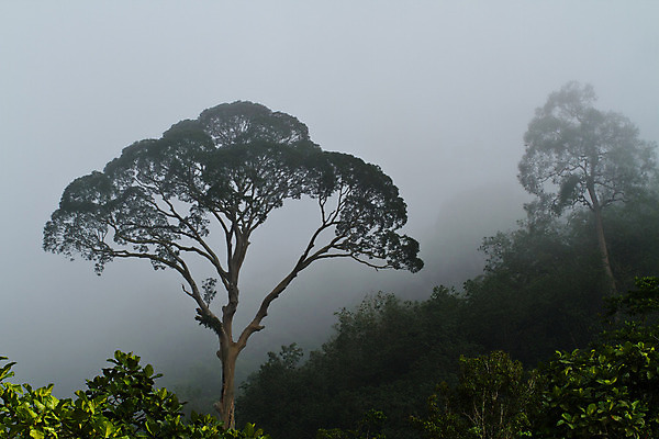 포토 JPG 해외이미지 나무 식물 공원 아시아 여행 백그라운드 잎 자연 아침 날씨 산 이야기 풍경 사람없음 야외 목재 어둠 침묵 봄 젖음 추위 안개 황무지 숲 신비 장면 분무기 지역 폭풍 상록수 마법 멀리 깊이 수목 우울증 해외202004 해외포토 주간 계절 공공시설 나라 컨셉 재료 소리 질병 생태계 파일형식 이미지허브