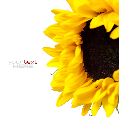 포토 JPG 해외이미지 식물 꽃 백그라운드 잎 꽃무늬 오렌지 텍스트 자연 추상 해바라기 프레임 미술 씨앗 사람없음 빛 컬러풀 태양 노란색 정원 맑음 봄 벚꽃 흰색 원형 개화 삽 유기농 원예 꽃가루 내추럴 카피스페이스 해외202004 해외포토 자연요소 도형 웰빙 계절 컬러 무늬 과일 날씨 문화예술 취미 공백 가루 생태계 파일형식 이미지허브