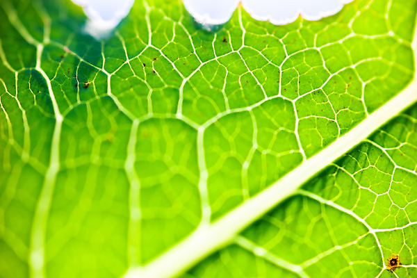 포토 JPG 해외이미지 식물 공원 백그라운드 낙엽 잎 자연 추상 그림자 사람없음 초록색 빛 컬러풀 햇빛 태양 정원 봄 신선 실 가장자리 숲 유기농 질감 정맥 내추럴 강렬 그리너리 해외202004 해외포토 자연요소 웰빙 계절 공공시설 컬러 무늬 둘레 생태계 혈관 파일형식 트랜드컬러 이미지허브