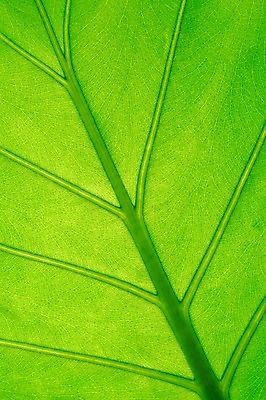 포토 JPG 해외이미지 모양 식물 종이 선 백그라운드 잎 꽃무늬 패턴 자연 건강 사람없음 초록색 여름 봄 성장 가을 신선 황금 닫기 묘사 오브젝트 싱글 유기농 질감 내추럴 땅바닥 엘리먼트 해외202004 해외포토 웰빙 계절 꽃 컬러 무늬 모션 바닥 생태계 파일형식 이미지허브