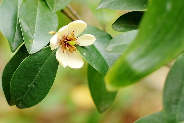 포토 JPG 해외이미지 식물 꽃 잎 채소 사람없음 봄 벚꽃 쓰레기 민들레 진달래 데이지 해외202004 해외포토 계절 파일형식 이미지허브