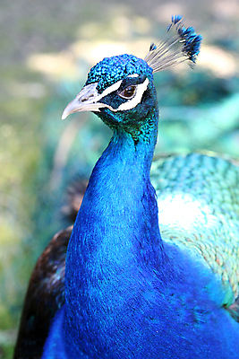포토 JPG 해외이미지 동물 1 공원 남자 야생동물 패턴 자연 조류 동물원 사람없음 야외 장식 초록색 여름 파란색 반려동물 정원 화려 우아함 공작 깃털 싱글 부리 목 해외202004 해외포토 계절 공공시설 컬러 컨셉 무늬 사람 신체부위 생태계 파일형식 이미지허브