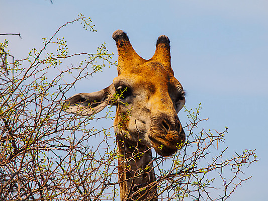 포토 JPG 해외이미지 동물 공원 얼굴 야생동물 백그라운드 패턴 포유류 아프리카 자연 초식동물 사람없음 옆모습 세로 머리 게임 우아함 큼 먹기 기린 사파리 싱글 케냐 고립 나미비아 보츠와나 해외202004 해외포토 공공시설 나라 뷰포인트 컨셉 무늬 모션 놀이 신체부위 크기 생태계 남아프리카 파일형식 이미지허브