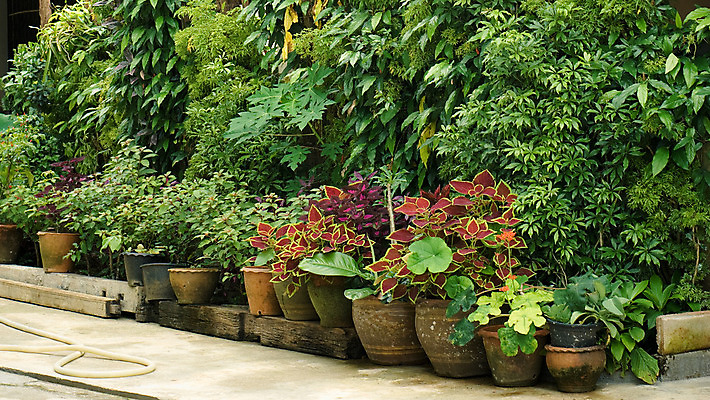 포토 JPG 해외이미지 식물 디자인 사람없음 야외 장식 초록색 정원 시골 냄비 원예 토기 줄서기 해외202004 해외포토 컬러 모션 취미 용기_그릇 솥 파일형식 이미지허브