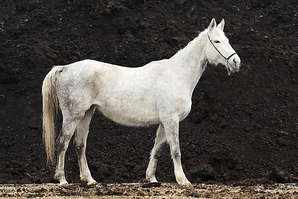 포토 JPG 해외이미지 동물 자연 사람없음 야외 옆모습 빛 검은색 봄 흰색 꼬리 갈기 기르기 해외202004 해외포토 계절 뷰포인트 컬러 생태계 돌봄 파일형식 이미지허브
