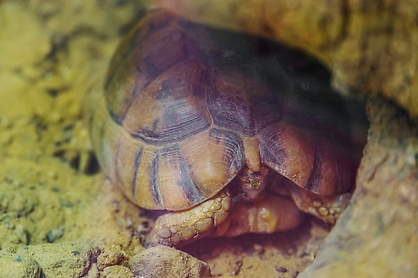 포토 JPG 해외이미지 동물 모래 파충류 휴식 이집트 종류 사람없음 반려동물 모래사장 사막 껍질 잠 거북이 작음 땅 암초 목 멸종 숨기 특별함 평야 해외202004 해외포토 바다 컨셉 모션 아프리카 자연 신체부위 크기 파일형식 이미지허브