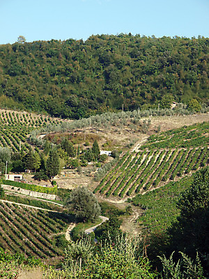 포토 JPG 해외이미지 나무 식물 선 패턴 밭 농업 과일 자연 포도 주택 풍경 사람없음 농장 농경지 평화 와인 계곡 이탈리아 수확 성장 가을 언덕 올리브 약속 포도밭 포도나무 땅바닥 밭일 토스카나 수평선 해외202004 해외포토 계절 열매 유럽 산업 컨셉 무늬 바닥 주류 건물 과일나무 생태계 파일형식 이미지허브