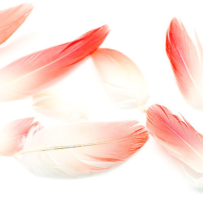 포토 JPG 해외이미지 종이 백그라운드 패턴 자연 조류 표면 추상 사람없음 가로 빛 반사 공백 수확 골동품 흰색 매끈함 플라밍고 질감 고립 그런지 양피지 옛날 해외202004 해외포토 동물 컬러 무늬 농업 감각 생태계 파일형식 이미지허브