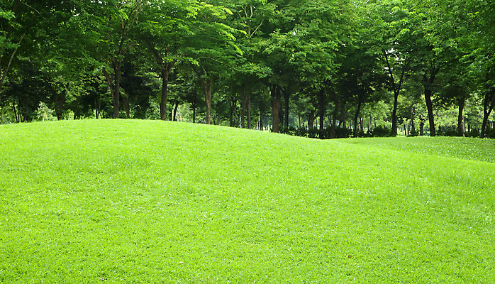 포토 JPG 해외이미지 나무 식물 스포츠 백그라운드 밭 자연 놀이 건강 풍경 잔디 사람없음 초록색 여름 우주 환경 정원 봄 성장 가을 자르기 질감 에메랄드 부드러움 뒤뜰 땅바닥 완벽 해외202004 해외포토 계절 컬러 컨셉 농업 모션 바닥 감각 보석 생태계 파일형식 이미지허브