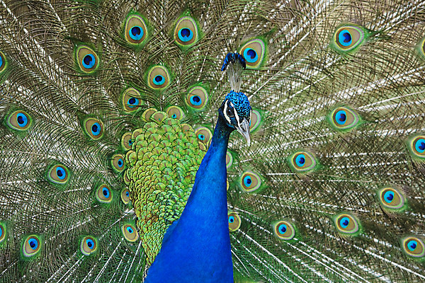 포토 JPG 해외이미지 동물 남자 패턴 자연 조류 사람없음 장식 초록색 파란색 빛 컬러풀 활발 펼침 우아함 공작 깃털 묘사 질감 부리 특별함 해외202004 해외포토 컬러 컨셉 무늬 모션 사람 생태계 파일형식 이미지허브