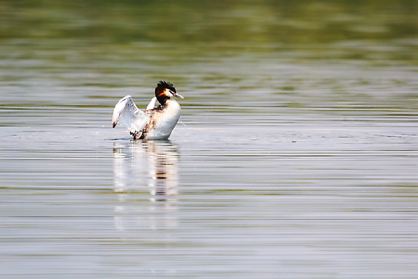 포토 JPG 해외이미지 동물 계절 여자 호수 야생동물 백그라운드 가족 모션 자연 조류 오리 사람없음 야외 가로 세로 초록색 물 여름 파란색 반려동물 강 햇빛 반사 갈색 노란색 우주 수영 봄 회색 관찰 연못 그룹 습지 작음 깃털 다이빙 부리 솜털 청둥오리 전경 해외202004 해외포토 자연요소 컬러 관계 사람 풍경 태양 수상스포츠 크기 생태계 수중스포츠 파일형식 탑뷰 이미지허브