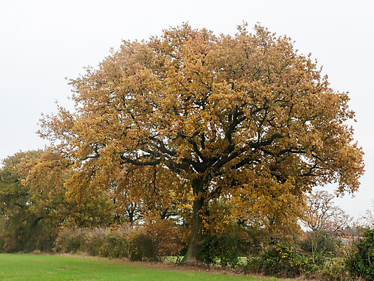 포토 JPG 해외이미지 나무 식물 구름 영어 계절 공원 지구 백그라운드 잎 밭 농업 오렌지 자연 하늘 날씨 풍경 사람없음 야외 초록색 여름 농작물 농장 농경지 환경 맑음 흙 봄 가을 시골 숲 땅 장면 내추럴 밭일 수평선 해외202004 해외포토 자연요소 문자 공공시설 산업 컬러 과일 생태계 파일형식 이미지허브