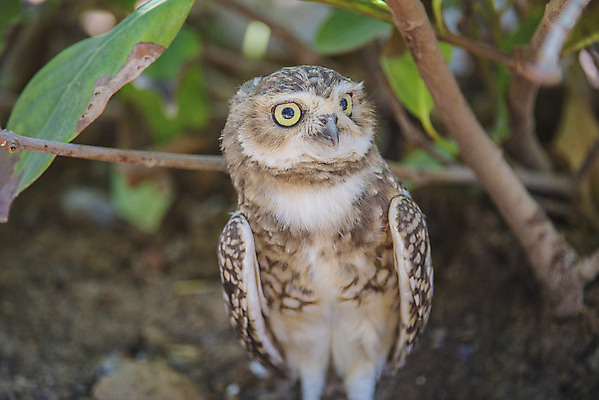 포토 JPG 해외이미지 동물 응시 얼굴 야생동물 날개 자연 조류 생물 사람없음 힘 흰색 관찰 큼 먹이 깃털 부리 육식동물 부엉이 육식 발견 발톱 해외202004 해외포토 시선 컬러 모션 발 신체부위 크기 생태계 파일형식 이미지허브