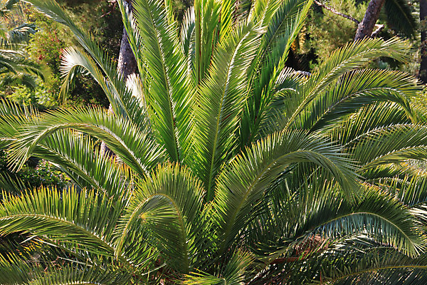 포토 JPG 해외이미지 나무 식물 줄기 잎 하늘 열대 손바닥 사람없음 초록색 여름 파란색 태양 시트 해외202004 해외포토 자연요소 손 계절 컬러 파일형식 이미지허브