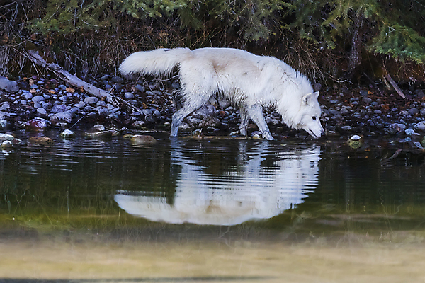 포토 JPG 해외이미지 주간 한마리 야생동물 사람없음 야외 강 반사 늑대 북극늑대 해외202004 해외포토 자연요소 동물 1 포유류 파일형식 이미지허브