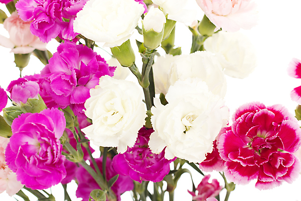 포토 JPG 해외이미지 식물 계절 꽃 분홍색 꽃다발 결혼 백그라운드 봄꽃 휴가 발렌타인데이 선물 사람없음 장식 빨간색 컬러풀 봄 벚꽃 흰색 인사 생일 메시지 자주색 제비꽃 심볼 카네이션 해외202004 해외포토 기념일 컬러 데이이벤트 이벤트 예절 파일형식 이미지허브