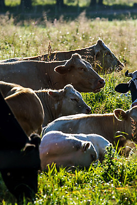 포토 JPG 해외이미지 동물 계절 야생동물 밭 농업 장난 포유류 자연 아침 풍경 사람없음 야외 초록색 여름 빛 반려동물 달리기 농장 갈색 일출 가축 봄 목장 우유 흰색 시골 소 군중 승차 방목 먹기 속도 황소 송아지 라트비아 밭일 찰과상 해외202004 해외포토 주간 산업 새끼 컬러 모션 유제품 북유럽 사람 노을 축산업 상처 생태계 파일형식 이미지허브