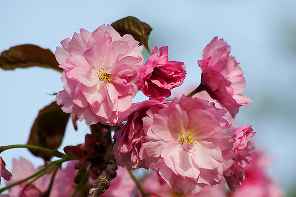 포토 JPG 해외이미지 나무 식물 계절 꽃잎 꽃 분홍색 잎 꽃무늬 과일 자연 사람없음 야외 초록색 빛 정원 일본 맑음 봄 성장 벚꽃 흰색 신선 개화 체리 5월 원예 내추럴 해외202004 해외포토 아시아 컬러 무늬 날씨 취미 날짜 생태계 파일형식 이미지허브