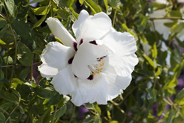 포토 JPG 해외이미지 식물 꽃잎 꽃 분홍색 자연 사람없음 야외 장식 초록색 햇빛 농장 환경 정원 맑음 봄 성장 벚꽃 시골 개화 닫기 편안함 향수 향기 아로마 향 꽃수술 작약 해외202004 해외포토 계절 컬러 농업 모션 날씨 태양 화장품 감각 생태계 냄새 파일형식 이미지허브