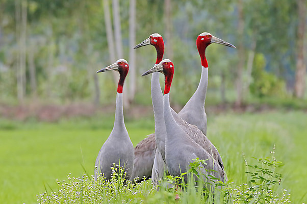 포토 JPG 해외이미지 나무 동물 여자 남자 아시아 얼굴 야생동물 백그라운드 날개 태국 자연 조류 사람없음 야외 목재 가로 초록색 컬러풀 머리 환경 나뭇가지 4 막대기 닫기 숲 깃털 기중기 꼬리 부리 서식지 생태학 해외202004 해외포토 식물 교육 나라 컬러 재료 모션 사람 신체부위 숫자 중장비 생태계 파일형식 이미지허브
