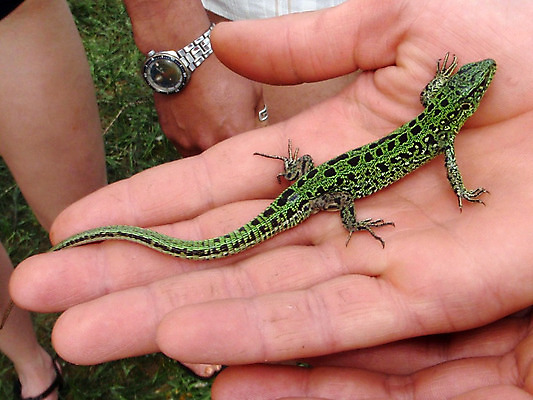 포토 JPG 해외이미지 호수 사람없음 초록색 러시아 도마뱀 해외202004 해외포토 유럽 컬러 파충류 파일형식 이미지허브