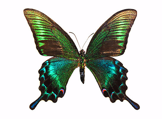 포토 JPG 해외이미지 동물 야생동물 나비 곤충 날개 자연 사람없음 초록색 여름 파란색 컬러풀 노란색 검은색 중국 활발 흰색 공작 싱글 고립 이국적 해외202004 해외포토 계절 아시아 컬러 컨셉 조류 생태계 파일형식 이미지허브