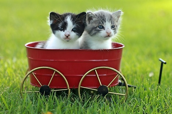 포토 JPG 해외이미지 동물 응시 새끼 수염 털 사람없음 야외 가로 초록색 반려동물 귀여움 고양이 줄무늬 회색 흰색 아기 달콤 작음 흰배경 슛 내추럴 기르기 유래 해외202004 해외포토 시선 컬러 백그라운드 컨셉 무늬 포유류 사람 맛 크기 돌봄 파일형식 이미지허브