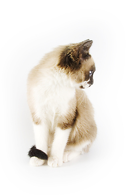 포토 JPG 해외이미지 동물 포유류 포옹 수염 털 사람없음 반려동물 고양이 흰색 표현 달콤 작음 모피 만족 고립 동반자 해외202004 해외포토 감정 컬러 안기 맛 크기 파일형식 이미지허브