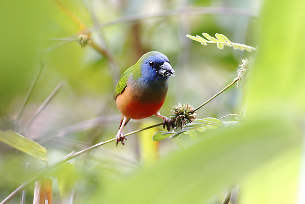 포토 JPG 해외이미지 나무 동물 여자 남자 아시아 얼굴 야생동물 백그라운드 날개 태국 자연 조류 사람없음 야외 목재 가로 초록색 컬러풀 머리 환경 나뭇가지 막대기 닫기 숲 먹기 깃털 꼬리 부리 서식지 생태학 해외202004 해외포토 식물 교육 나라 컬러 재료 모션 사람 신체부위 생태계 파일형식 이미지허브