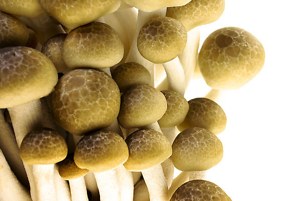 포토 JPG 해외이미지 식물 잡화 음식 줄기 백그라운드 채소 재료 자연 건강 요리 동양인 사람없음 갈색 일본 중국 버섯 흰색 신선 그룹 약초 다발 유기농 날것 내추럴 곰팡이 식용 영양소 해외202004 해외포토 웰빙 아시아 컬러 인종 풀_식물 생태계 파일형식 이미지허브