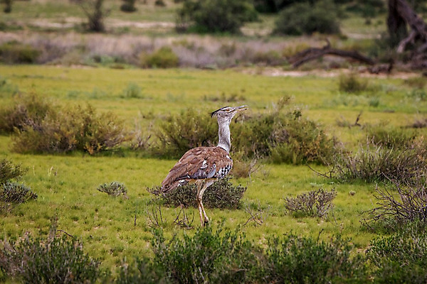 포토 JPG 해외이미지 동물 공원 야생동물 여행 아프리카 자연 조류 사람없음 야외 환경 사막 다양 게임 황무지 보호 큼 사파리 깃털 생태계 부리 케냐 무거움 서식지 남쪽 내추럴 나미비아 남아프리카 동물상 마사이족 사바나 생태학 칼라하리 탄자니아 해외202004 해외포토 공공시설 교육 나라 다수 컨셉 놀이 조형물 무게 크기 방향 파일형식 이미지허브