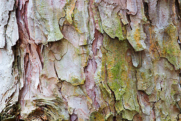 포토 JPG 해외이미지 나무 사람없음 소나무 거친 숲 나무껍질 해외202004 해외포토 식물 껍질 파일형식 이미지허브