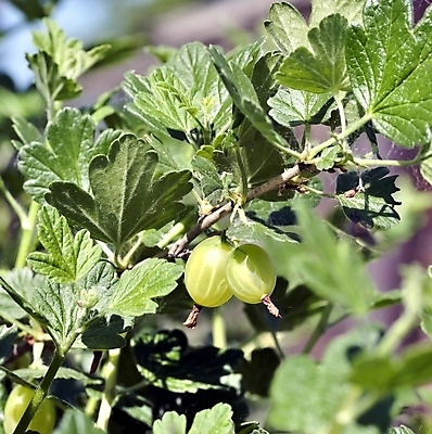 포토 JPG 해외이미지 주간 잎 사람없음 야외 아웃포커스 초록색 소프트포커스 구스베리 해외202004 해외포토 자연요소 식물 열매 컬러 촬영기법 파일형식 이미지허브