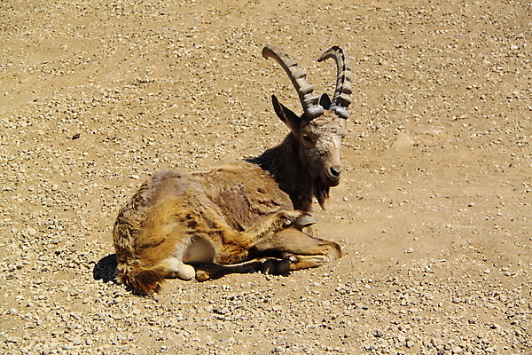 포토 JPG 해외이미지 동물 1 야생동물 포유류 휴식 염소 산 뿔 동물원 사람없음 야외 가로 세로 갈색 머리 사막 큼 영양 램 시베리아 해외202004 해외포토 컬러 컨셉 신체부위 크기 파일형식 이미지허브