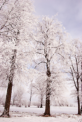 포토 JPG 해외이미지 나무 식물 계절 공원 백그라운드 크리스마스 겨울 꽃무늬 자연 하늘 아침 날씨 풍경 사람없음 야외 목재 냉동 얼음 추위 흰색 나뭇가지 시골 숲 서리 장면 라임 내추럴 반투명 눈내림 해외202004 해외포토 주간 자연요소 공공시설 기념일 꽃 컬러 무늬 과일 재료 눈_날씨 생태계 파일형식 이미지허브