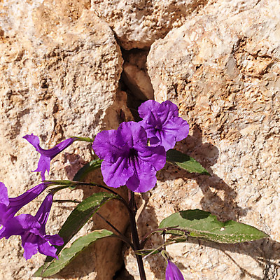 포토 JPG 해외이미지 식물 계절 공원 꽃잎 꽃 줄기 분홍색 꽃다발 백그라운드 잎 꽃무늬 자연 이집트 사람없음 야외 장식 초록색 여름 컬러풀 햇빛 태양 정원 맑음 보라색 봄 활발 벚꽃 바위 개화 다발 제비꽃 내추럴 피튜니아 해외202004 해외포토 자연요소 공공시설 컬러 컨셉 무늬 아프리카 날씨 돌_바위 생태계 파일형식 이미지허브