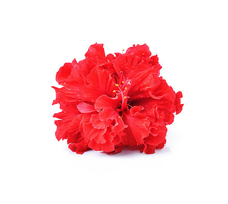 포토 JPG 해외이미지 식물 꽃잎 줄기 자연 사람없음 빨간색 흰색 닫기 큼 고립 꽃수술 아욱 히비스커스 해외202004 해외포토 꽃 컬러 모션 크기 생태계 파일형식 이미지허브