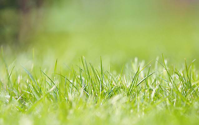 포토 JPG 해외이미지 식물 패턴 밭 농업 자연 벽지 아침 추상 미술 풍경 잔디 사람없음 야외 초록색 여름 환경 봄 활발 성장 신선 소프트포커스 땅 허브 에코 보케 내추럴 뒤뜰 블러 해외202004 해외포토 주간 계절 산업 컬러 컨셉 무늬 문화예술 촬영기법 생태계 파일형식 이미지허브