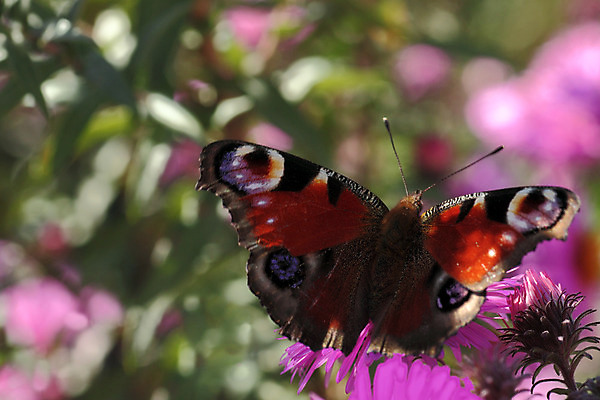 포토 JPG 해외이미지 식물 동물 꽃 유럽 나비 곤충 백그라운드 날개 자연 국화 사람없음 여름 파란색 컬러풀 검은색 오픈 닫기 공작 자주색 제비꽃 내추럴 동물상 해외202004 해외포토 계절 나라 컬러 모션 조류 조형물 생태계 파일형식 이미지허브