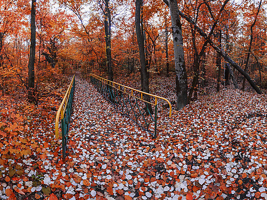 포토 JPG 해외이미지 나무 계절 공원 호수 단풍 잎 오렌지 자연 풍경 사람없음 야외 빨간색 초록색 노란색 침묵 안개 가을 숲 철책 해외202004 해외포토 식물 공공시설 컬러 과일 날씨 소리 생태계 파일형식 이미지허브
