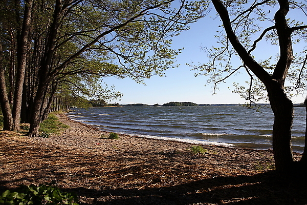 포토 JPG 해외이미지 나무 실루엣 모래 파도 바다 바람 핀란드 갈대 그림자 해변 사람없음 여름 나뭇가지 저녁 장면 헬싱키 해외202004 해외포토 자연요소 식물 계절 날씨 촬영기법 북유럽 야간 파일형식 이미지허브