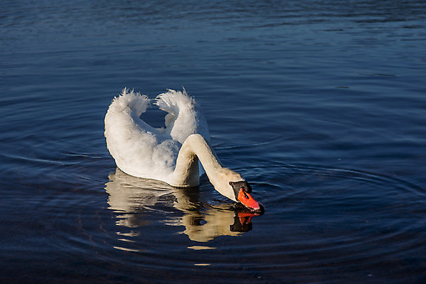 포토 JPG 해외이미지 동물 구름 커플 유럽 아시아 호수 야생동물 여행 자연 조류 하늘 아침 휴가 산 파노라마 사랑 동양인 풍경 사람없음 야외 물 여름 파란색 반사 평화 마을 환경 골짜기 일본 맑음 침묵 새벽 흰색 시골 도쿄 심볼 화산 백조 장면 5 동쪽 후지산 천연기념물 단아함 랜드마크 해외202004 해외포토 주간 자연요소 계절 감정 나라 컬러 컨셉 관계 날씨 촬영기법 인종 숫자 소리 세계문화유산 방향 생태계 파일형식 이미지허브