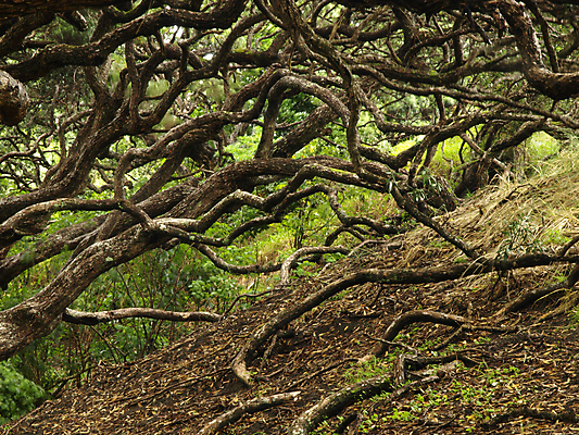 포토 JPG 해외이미지 나무 줄기 잎 자연 사람없음 초록색 환경 흙 나뭇가지 숲 큼 뉴질랜드 뿌리 내추럴 옛날 힘찬 해외202004 해외포토 식물 컬러 컨셉 오세아니아 크기 생태계 파일형식 이미지허브